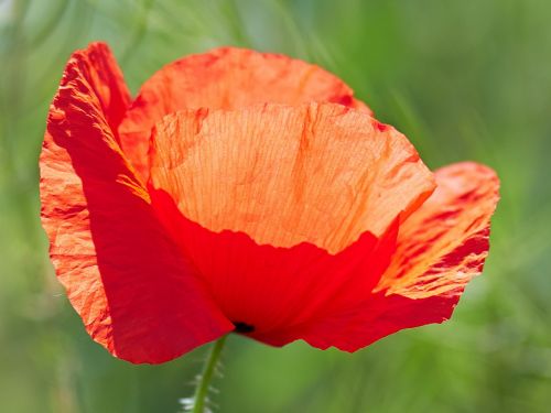 poppy flower poppies