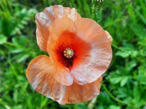 poppy flower nature