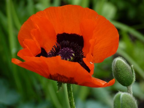 poppy red flower