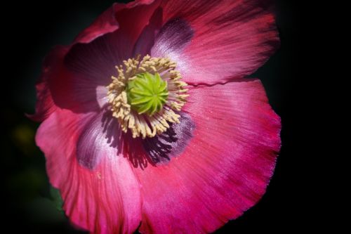 poppy flower red