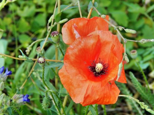 poppy flower plant