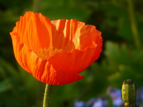 poppy klatschmohn medicinal plant