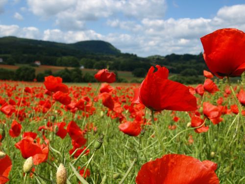 poppy summer red