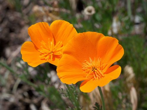 poppy california blooms