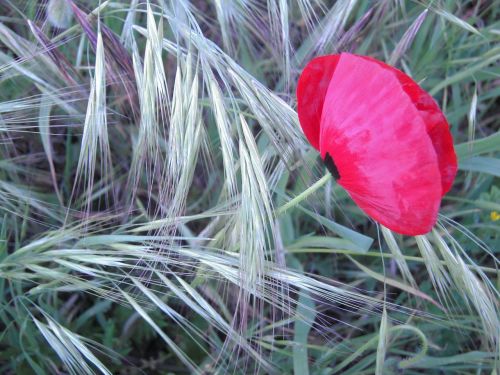 poppy flower red