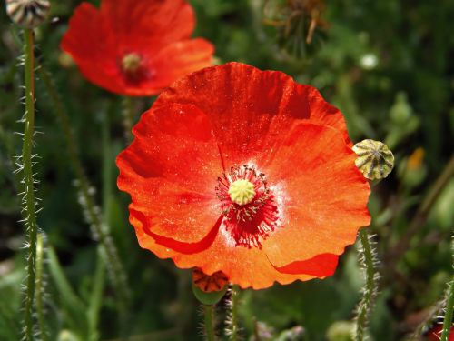 poppy spring red