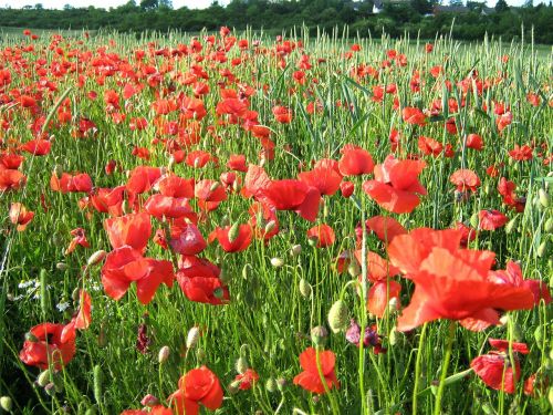 poppy flowers field