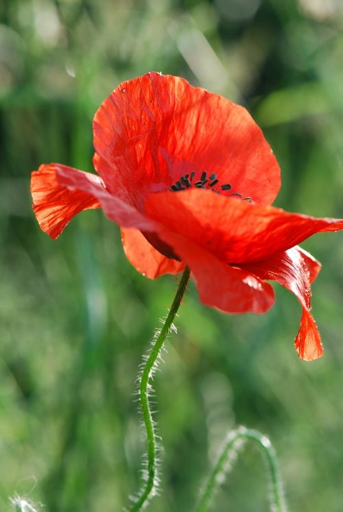 poppy red blossom