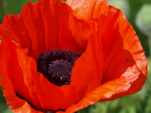 poppy klatschmohn blossom