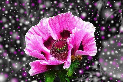 poppy purple blossom