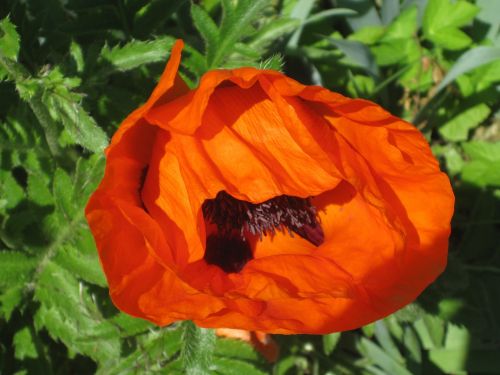 poppy flower red