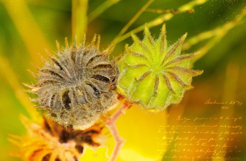 poppy plant bud