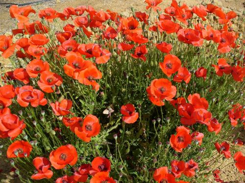 poppy flowers nature