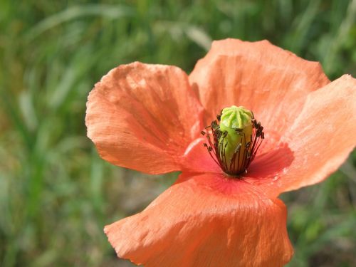 poppy red flower