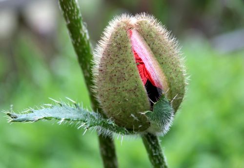 poppy bud plant