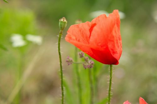 poppy red blossom