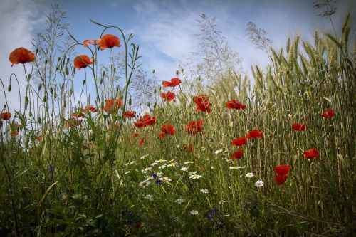 poppy flowers field