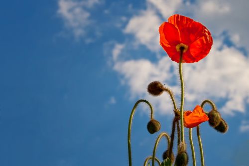 poppy sky blue