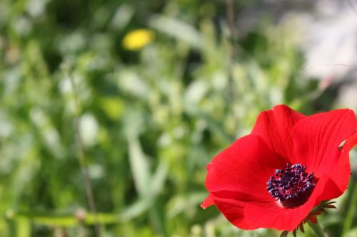 poppy flower red