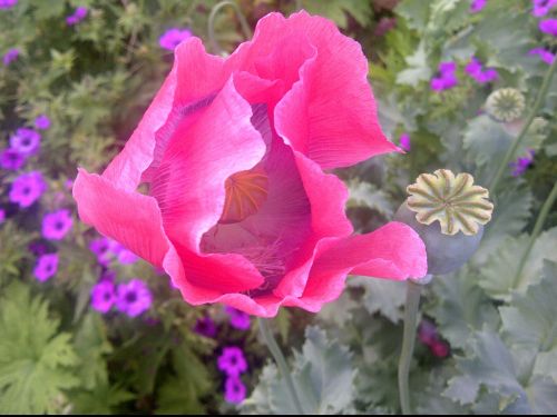 poppy flower pink