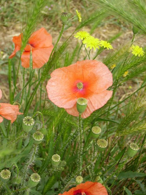 poppy poppy spring flower