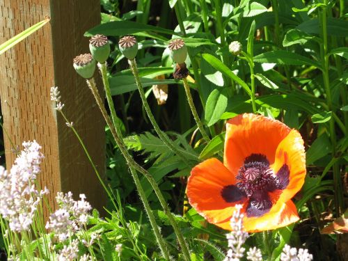 poppy flower nature