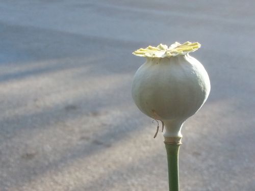 poppy oriental poppy flower