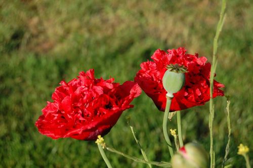 poppy red flower summer