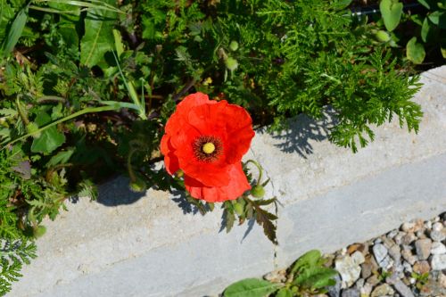 poppy flower grass