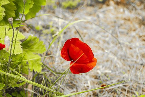 poppy flower spring