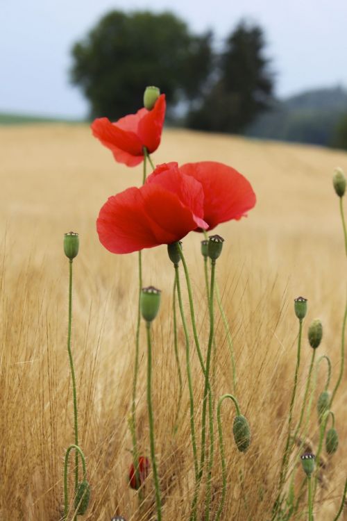 poppy flower poppy flower