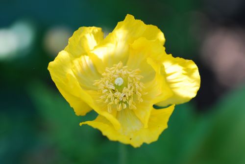 poppy flower yellow