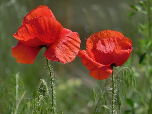 poppy red close