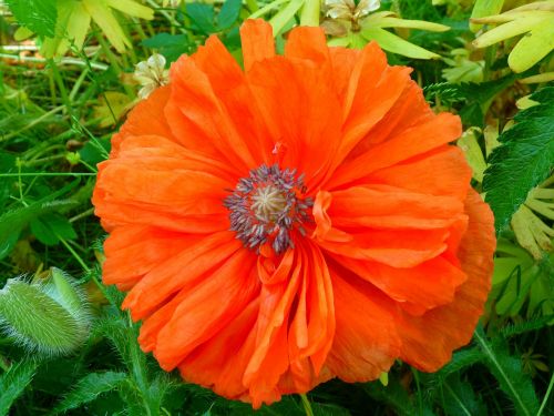 poppy blossom bloom