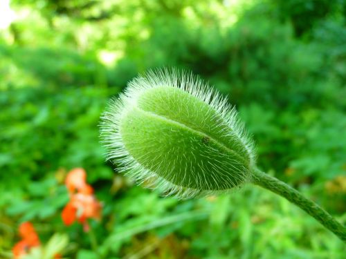 poppy bud green