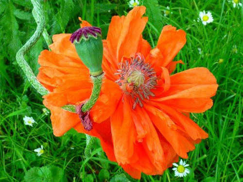 poppy blossom bloom