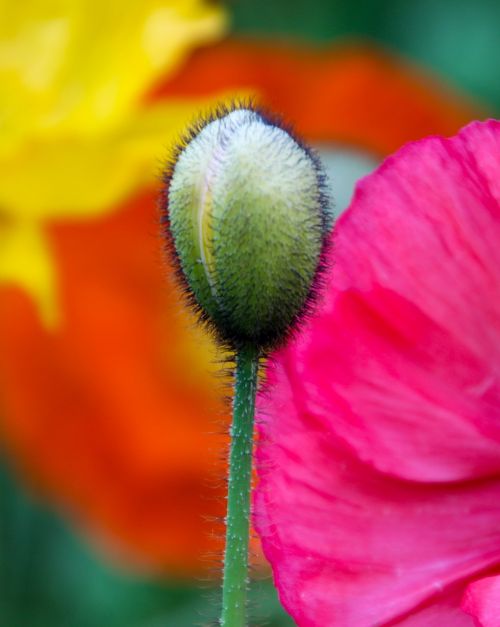 poppy bud flower