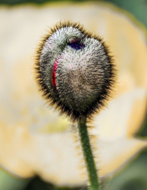 poppy flower bud