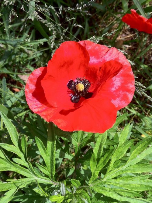 poppy poppy flower klatschmohn