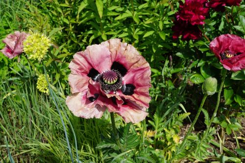 poppy flower blossom