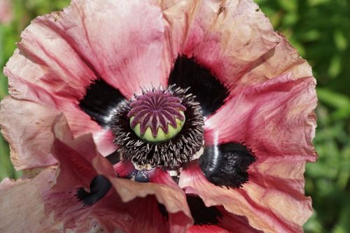 poppy flower blossom