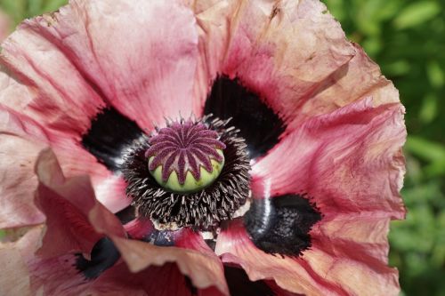 poppy flower blossom