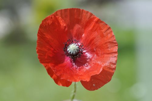 poppy klatschmohn flower