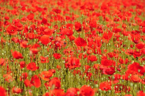 poppy summer flowers flowers