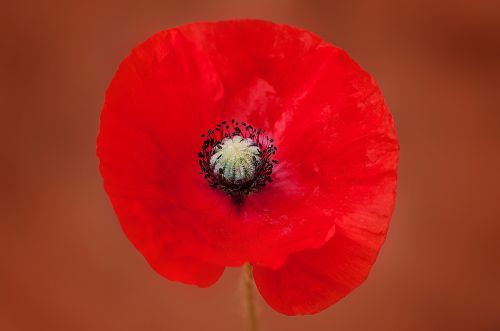 poppy flower blossom