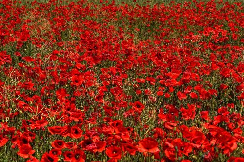 poppy brandenburg flower