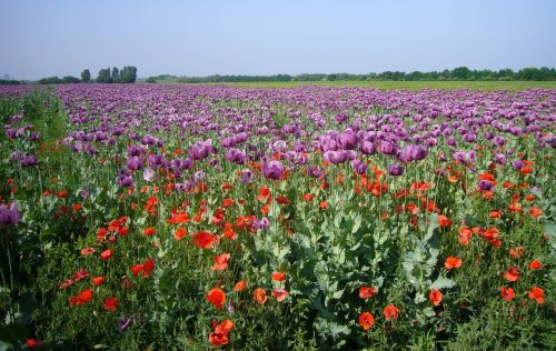 poppy field field of poppies