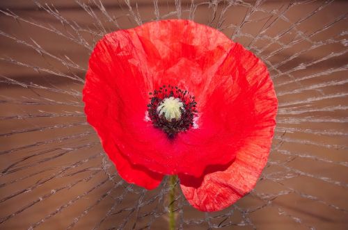 poppy flower red