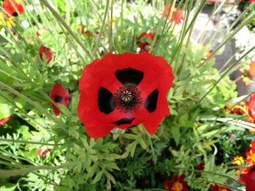 poppy flower red