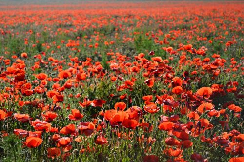 poppy field red poppy